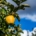 Guldgult äpple hänger i en lövrik gren med blå himmel bakom