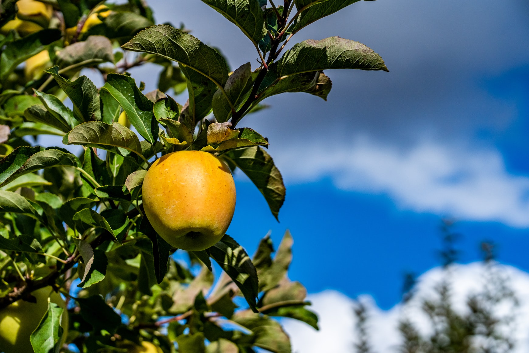 Guldgult äpple hänger i en lövrik gren med blå himmel bakom